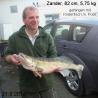 images/fangfotos2012/Zander_82cm_5,75 kg.jpg